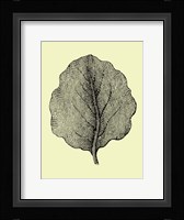 Leaf II Framed Print