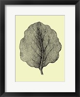 Leaf II Framed Print