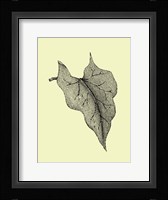 Leaf III Framed Print