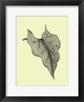 Leaf III Framed Print