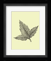 Floating Leaf Framed Print