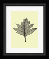 Floating Leaf I Framed Print