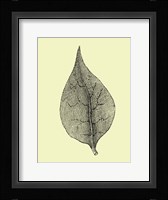 Floating Leaf III Framed Print