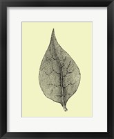 Floating Leaf III Framed Print