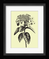 Floating Flower II Framed Print