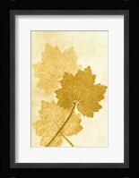 Alumroo Amber Fine Art Print