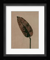 Calathea Brown Fine Art Print