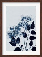 Clematis 1 Blue Fine Art Print
