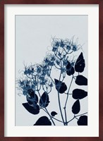 Clematis 1 Blue Fine Art Print