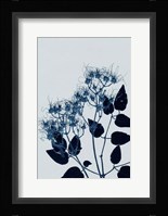 Clematis 1 Blue Fine Art Print