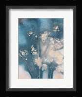 Columbine 2 Peach Blue Fine Art Print