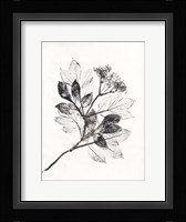 Elder BW Fine Art Print