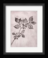 Elm 1 Brown Fine Art Print