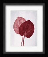 Hosta 2 Bordeaux Fine Art Print