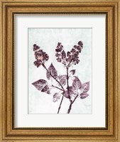 Lilac 1 Aqua Plum Fine Art Print