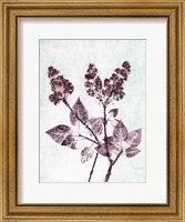 Lilac 1 Aqua Plum Fine Art Print