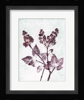 Lilac 1 Aqua Plum Fine Art Print