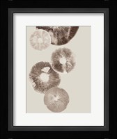 Mushroom 6 Light Brown Fine Art Print