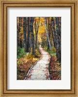 Autumn Boardwalk I Fine Art Print