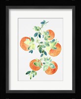 Watercolor Oranges Fine Art Print