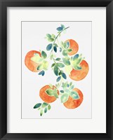 Watercolor Oranges Framed Print