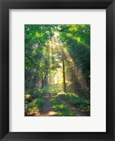 Forest Sunshine Fine Art Print