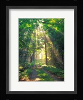 Forest Sunshine Fine Art Print