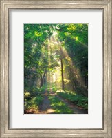 Forest Sunshine Fine Art Print