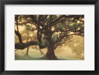 Tree Dreams Framed Print