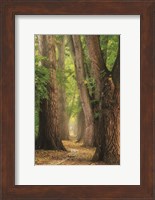 See the Forest Fine Art Print