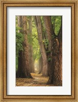 See the Forest Fine Art Print