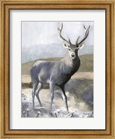 Elk in the Wild Fine Art Print