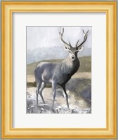 Elk in the Wild Fine Art Print