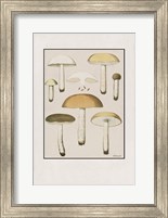 Mushroom Study Fine Art Print