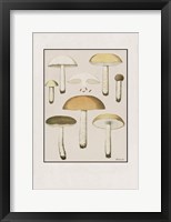 Mushroom Study Fine Art Print