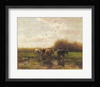 Cows at Sunset Fine Art Print