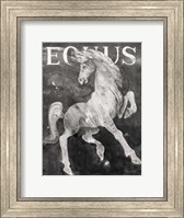 Equus Stallion BW Fine Art Print