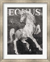 Equus Stallion BW Fine Art Print