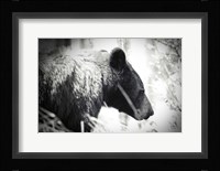 Bear Emerging Fine Art Print