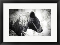 Bear Emerging Framed Print