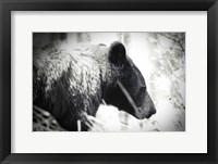 Bear Emerging Fine Art Print