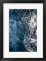 Peacock Study II Framed Print