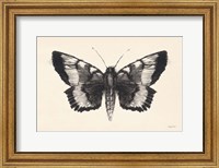 Moth V Fine Art Print