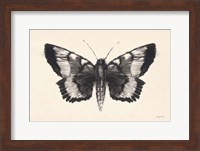 Moth V Fine Art Print