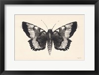 Moth V Fine Art Print