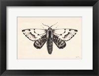 Moth IV Fine Art Print