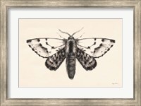 Moth IV Fine Art Print