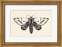 Moth IV Fine Art Print