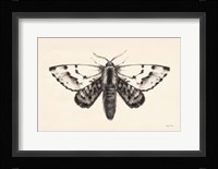 Moth IV Framed Print