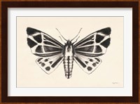 Moth III Fine Art Print